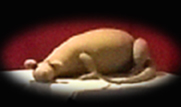 Rat